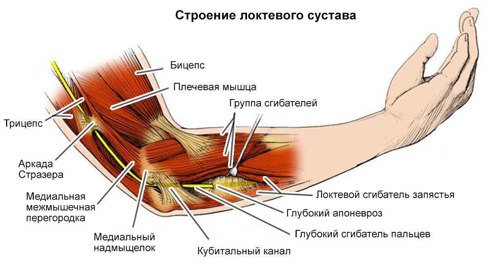 Невропатия локтевого нерва мкб. Нервы локтевого сустава анатомия. Плечевая кость локтевой сустав. Локтевой нерв анатомия нейропатия.